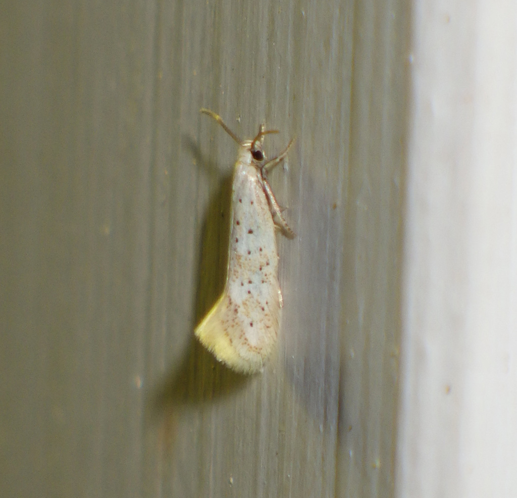 Elachista pollinariella