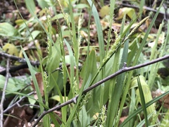 Carex laxiflora