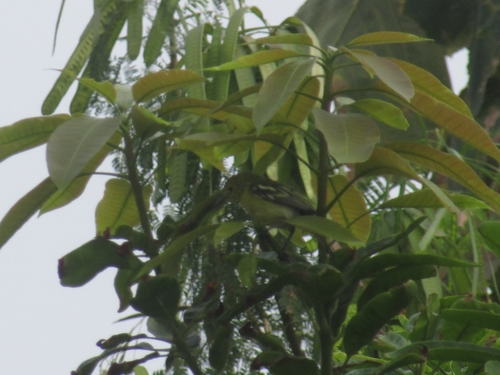 Common Iora