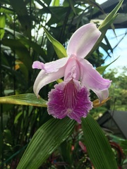 Sobralia rosea