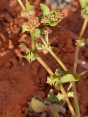 Rumex hypogaeus, photograph (c) Ruth Palsson, some rights reserved (CC BY-SA)