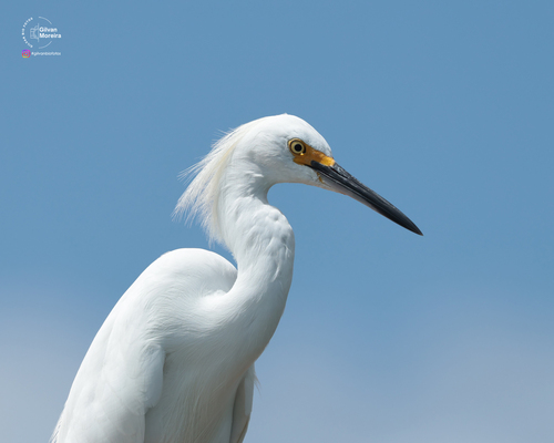 Snowy Egret