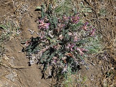 Astragalus tephrodes