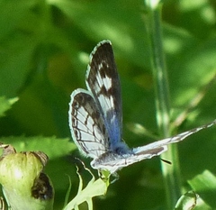 Leptotes cassius cassius