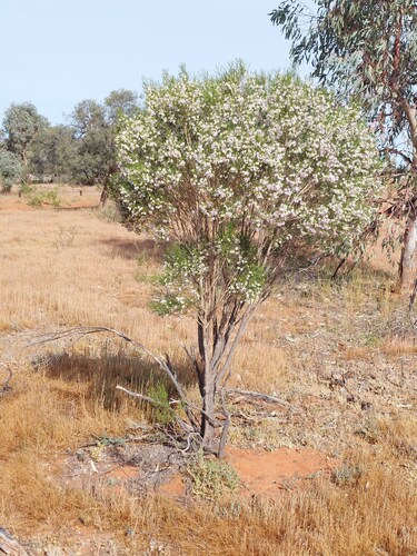 Eremophila sturtii, photograph 3