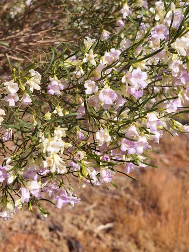 Eremophila sturtii, photograph 2
