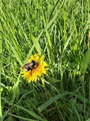 Bombus bifarius
