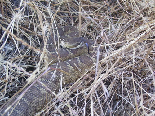 iNaturalist observation photo of Northern Pacific Rattlesnake