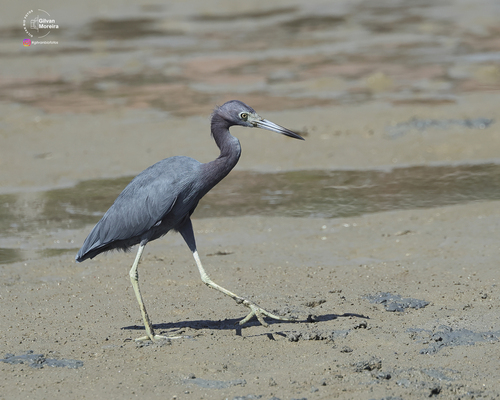 Little Blue Heron