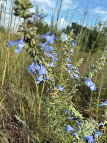 giant blue sage