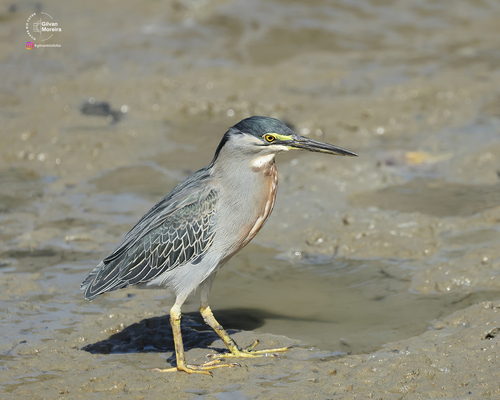 Striated Heron