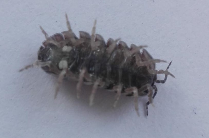 Common Pill Woodlouse from Delegación Santa