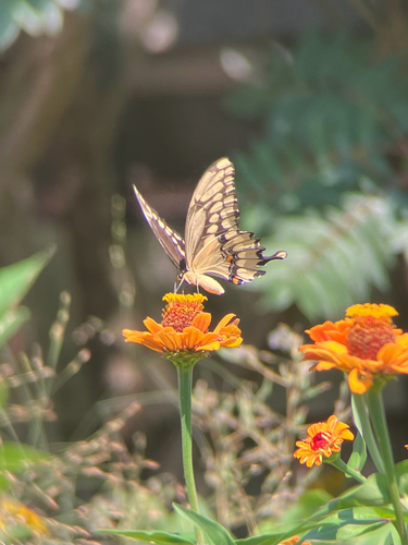 Eastern Giant Swallowtail