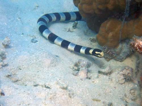 Yellow-lipped Sea Krait