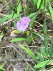 Strophostyles leiosperma, photograph (c) Bryan Connolly, some rights reserved (CC BY)