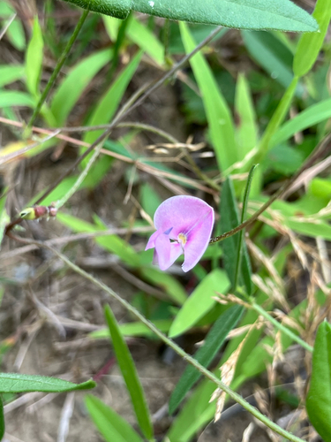 Strophostyles leiosperma, photograph 2