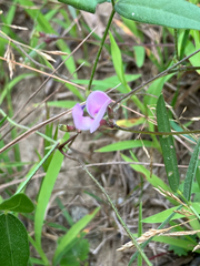 Strophostyles leiosperma, photograph (c) Bryan Connolly, some rights reserved (CC BY)