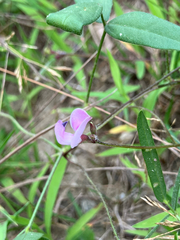 Strophostyles leiosperma, photograph (c) Bryan Connolly, some rights reserved (CC BY)