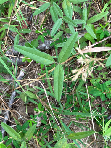 Strophostyles leiosperma, photograph 6