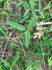 Strophostyles leiosperma, photograph (c) Bryan Connolly, some rights reserved (CC BY)