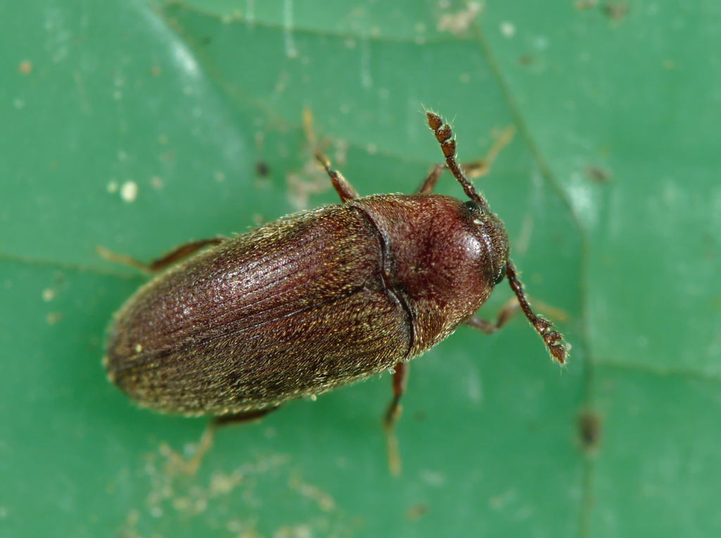 Small false click beetles