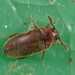 Small False Click Beetles - Photo (c) Gilles San Martin, some rights reserved (CC BY-SA), uploaded by Gilles San Martin