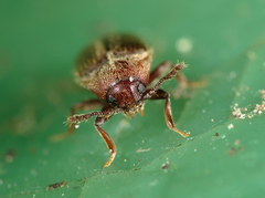 Trixagus dermestoides