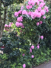 Rhododendron × hybridum