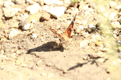Painted Lady