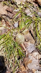 Pyrola elliptica