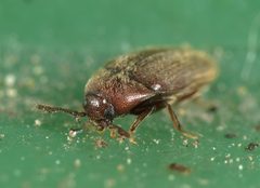Trixagus dermestoides