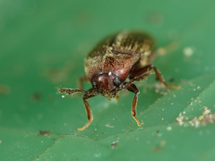 Trixagus dermestoides