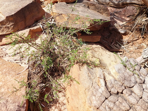 Philotheca difformis, photograph 6