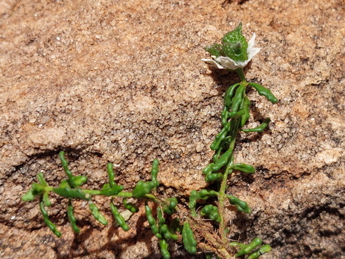 Philotheca difformis, photograph 5