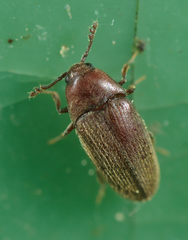 Trixagus dermestoides