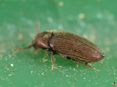 Trixagus dermestoides