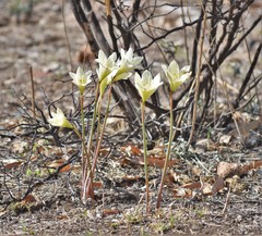 Zephyranthes concolor