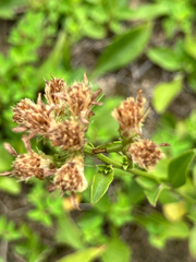 (c) Bryan Connolly, some rights reserved (CC BY) Sericocarpus asteroides, photograph (c) Bryan Connolly, some rights reserved (CC BY)
