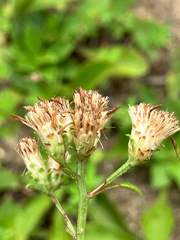 (c) Bryan Connolly, some rights reserved (CC BY) Sericocarpus asteroides, photograph (c) Bryan Connolly, some rights reserved (CC BY)
