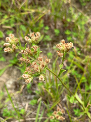 (c) Bryan Connolly, some rights reserved (CC BY) Sericocarpus asteroides, photograph (c) Bryan Connolly, some rights reserved (CC BY)
