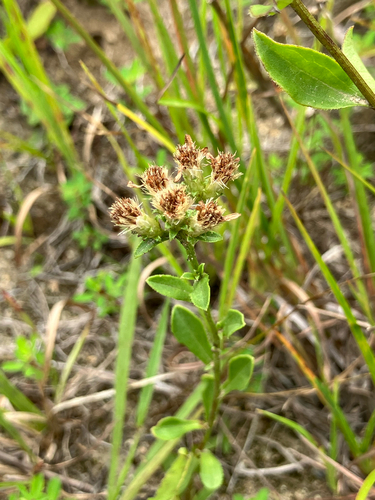 Sericocarpus asteroides, photograph 3