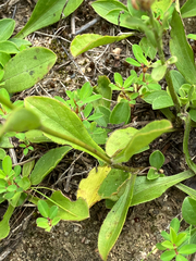 Sericocarpus asteroides, photograph (c) Bryan Connolly, some rights reserved (CC BY)