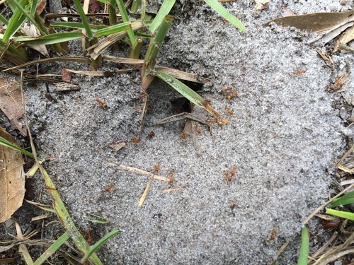 Buren's Pyramid Ant
