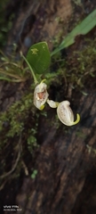 Masdevallia amanda