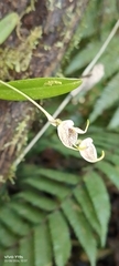 Masdevallia amanda, photograph author not stated, no rights reserved
