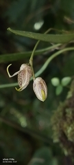 Masdevallia amanda, photograph author not stated, no rights reserved