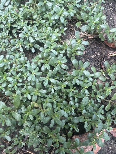 Common Purslane