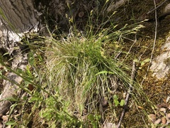 Carex albicans