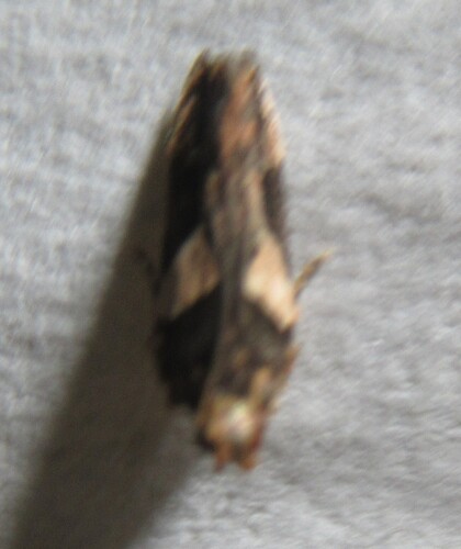 Friseria acaciella photo 5
