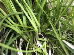 Carex umbellata